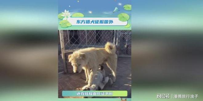 ”爆火！身价飙升至10万美元狗主人被扒麻将胡了电子游戏贵州下司犬“查理国王(图17)
