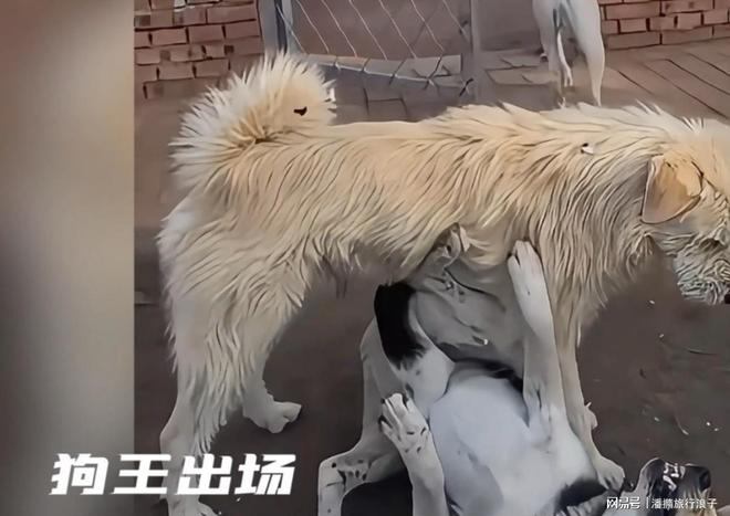 ”爆火！身价飙升至10万美元狗主人被扒麻将胡了电子游戏贵州下司犬“查理国王(图9)