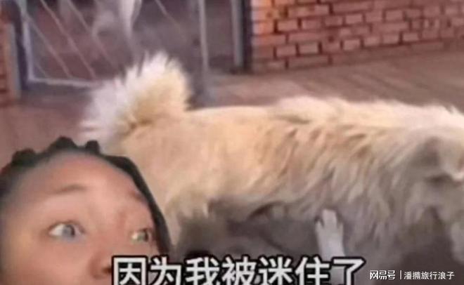 ”爆火！身价飙升至10万美元狗主人被扒麻将胡了电子游戏贵州下司犬“查理国王(图12)