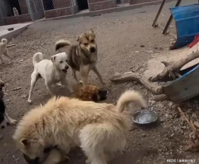 ”爆火！身价飙升至10万美元狗主人被扒麻将胡了电子游戏贵州下司犬“查理国王(图5)