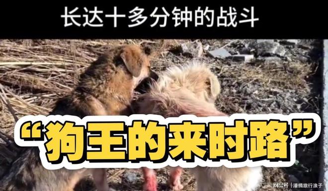 ”爆火！身价飙升至10万美元狗主人被扒麻将胡了电子游戏贵州下司犬“查理国王(图3)