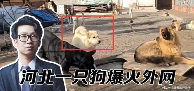 ”爆火！身价飙升至10万美元狗主人被扒麻将胡了电子游戏贵州下司犬“查理国王(图4)