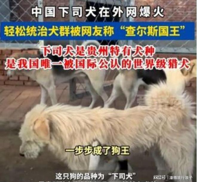 ”爆火！身价飙升至10万美元狗主人被扒麻将胡了电子游戏贵州下司犬“查理国王(图8)