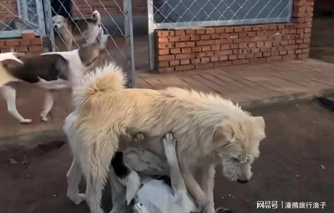”爆火！身价飙升至10万美元狗主人被扒麻将胡了电子游戏贵州下司犬“查理国王(图20)