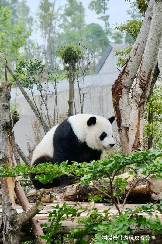 项和流程 成都3日游最佳方案麻将胡了试玩成都旅游注意事(图5)